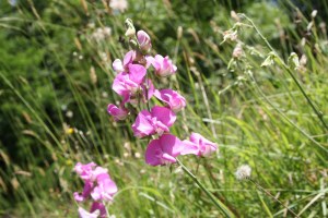 lathyrus sylvestris (2) (1200 x 800)